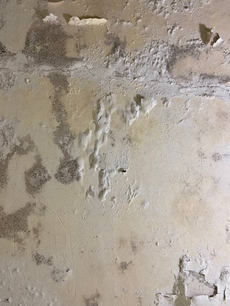 Best Mold Damage Repair  in Grove Hill, AL
