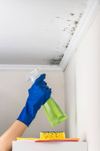 Best Attic Mold Removal  in Grove Hill, AL