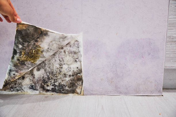 Best Crawl Space Mold Removal  in Grove Hill, AL